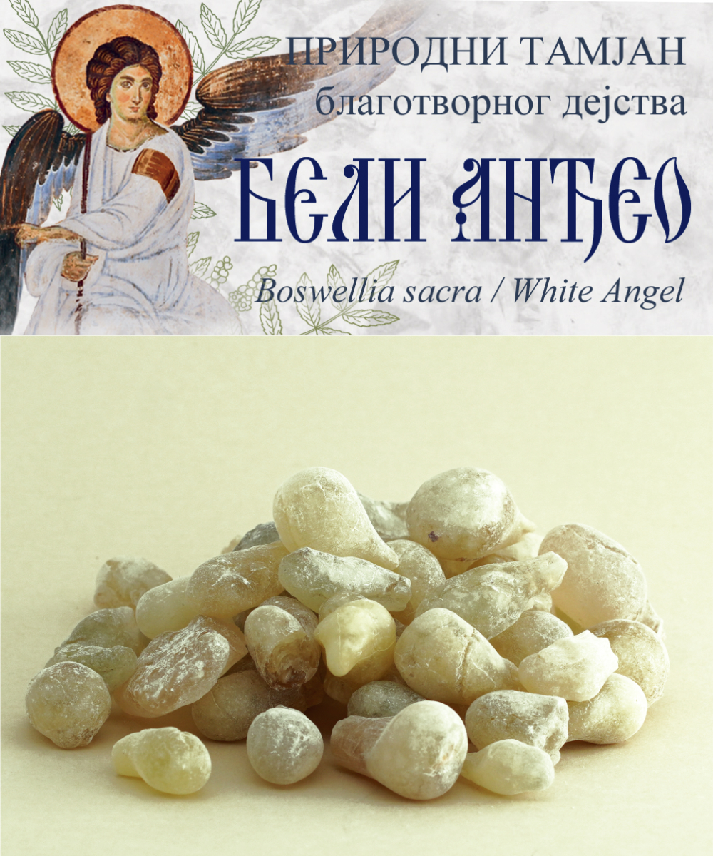 Tamjan Beli Anđeo - Boswellia sacra -Oman